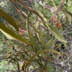 Amyema pendula subsp. pendula at Jerrabomberra, NSW - 3 Oct 2021