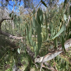 Amyema pendula subsp. pendula at Jerrabomberra, NSW - 3 Oct 2021