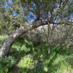 Amyema pendula subsp. pendula at Jerrabomberra, NSW - 3 Oct 2021