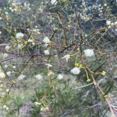 Acacia genistifolia (Early Wattle) at Jerrabomberra, NSW - 3 Oct 2021 by SteveBorkowskis