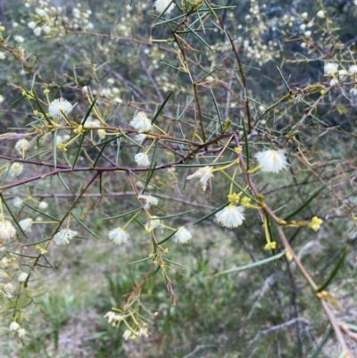 Acacia genistifolia (Early Wattle) at Jerrabomberra, NSW - 3 Oct 2021 by SteveBorkowskis
