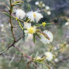 Acacia genistifolia at Jerrabomberra, NSW - 3 Oct 2021