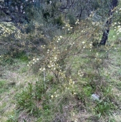 Acacia genistifolia at Jerrabomberra, NSW - 3 Oct 2021