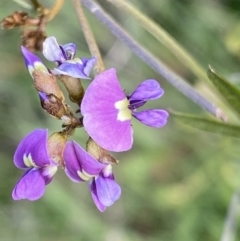 Glycine clandestina (Twining Glycine) at Jerrabomberra, NSW - 3 Oct 2021 by SteveBorkowskis