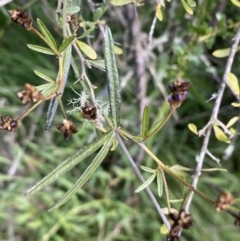 Glycine clandestina at Jerrabomberra, NSW - 3 Oct 2021