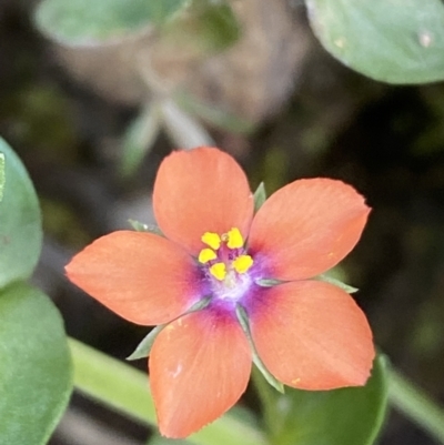 Lysimachia arvensis (Scarlet Pimpernel) at Jerrabomberra, NSW - 3 Oct 2021 by SteveBorkowskis