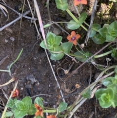 Lysimachia arvensis at Jerrabomberra, NSW - 3 Oct 2021