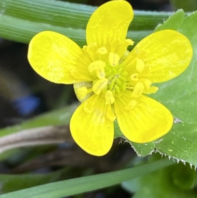 Ranunculus muricatus (Sharp Buttercup) at Jerrabomberra, NSW - 3 Oct 2021 by Steve_Bok