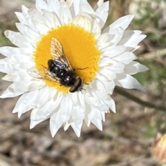 Dasybasis sp. (genus) (A march fly) at QPRC LGA - 3 Oct 2021 by Steve_Bok