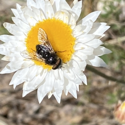 Dasybasis sp. (genus) (A march fly) at Jerrabomberra, NSW - 3 Oct 2021 by Steve_Bok