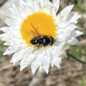 Dasybasis sp. (genus) at Jerrabomberra, NSW - 3 Oct 2021