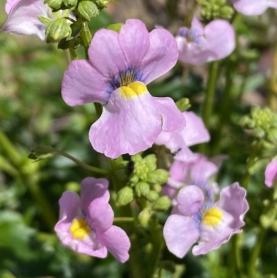 Nemesia strumosa (Nemesia) at Jerrabomberra, NSW - 3 Oct 2021 by Steve_Bok