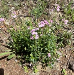 Nemesia strumosa at Jerrabomberra, NSW - 3 Oct 2021