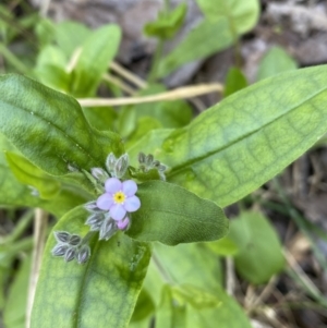 Myosotis laxa subsp. caespitosa at Jerrabomberra, NSW - 3 Oct 2021