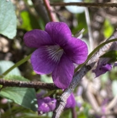 Viola odorata (Sweet Violet, Common Violet) at Jerrabomberra, NSW - 3 Oct 2021 by Steve_Bok