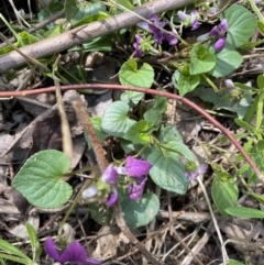 Viola odorata at Jerrabomberra, NSW - 3 Oct 2021