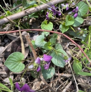 Viola odorata at Jerrabomberra, NSW - 3 Oct 2021