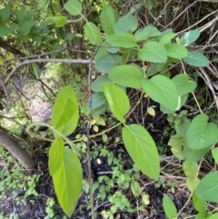 Lonicera japonica (Japanese Honeysuckle) at Jerrabomberra, NSW - 3 Oct 2021 by Steve_Bok