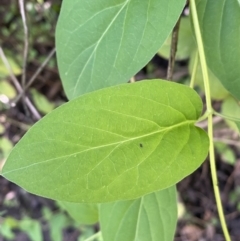 Lonicera japonica at Jerrabomberra, NSW - 3 Oct 2021