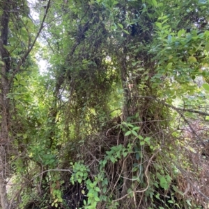 Lonicera japonica at Jerrabomberra, NSW - 3 Oct 2021