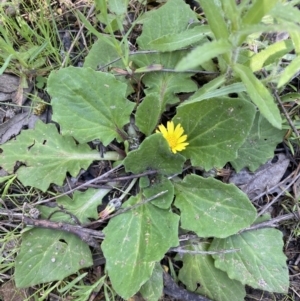 Cymbonotus sp. (preissianus or lawsonianus) at Jerrabomberra, NSW - 3 Oct 2021