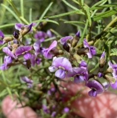 Glycine clandestina (Twining Glycine) at Jerrabomberra, NSW - 3 Oct 2021 by SteveBorkowskis