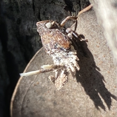 Platybrachys sp. (genus) (A gum hopper) at Jerrabomberra, NSW - 3 Oct 2021 by Steve_Bok