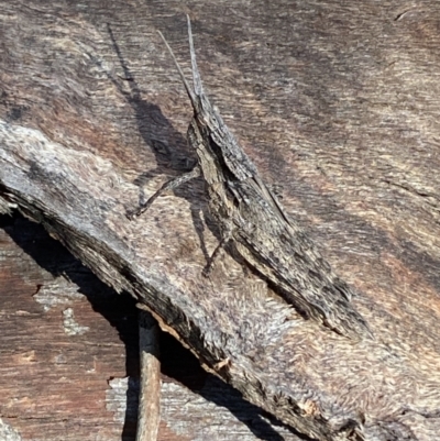 Coryphistes ruricola (Bark-mimicking Grasshopper) at QPRC LGA - 3 Oct 2021 by Steve_Bok