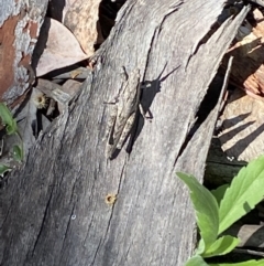 Coryphistes ruricola at Jerrabomberra, NSW - 3 Oct 2021