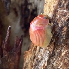 Paropsisterna sp. (genus) (A leaf beetle) at Jerrabomberra, NSW - 3 Oct 2021 by SteveBorkowskis