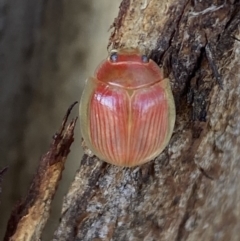 Paropsisterna sp. (genus) at Jerrabomberra, NSW - 3 Oct 2021