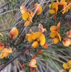 Pultenaea microphylla (Egg and Bacon Pea) at Jerrabomberra, NSW - 3 Oct 2021 by Steve_Bok