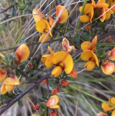 Pultenaea microphylla (Egg and Bacon Pea) at Jerrabomberra, NSW - 3 Oct 2021 by Steve_Bok