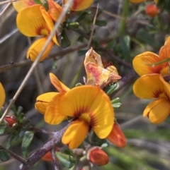 Pultenaea microphylla at Jerrabomberra, NSW - 3 Oct 2021