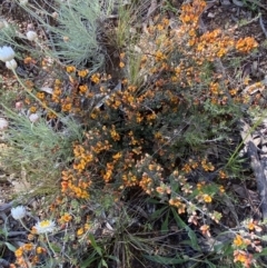 Pultenaea microphylla at Jerrabomberra, NSW - 3 Oct 2021 12:12 PM