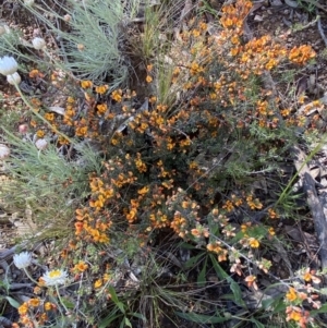 Pultenaea microphylla at Jerrabomberra, NSW - 3 Oct 2021