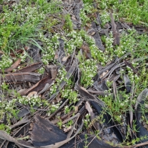 Asperula conferta at Jerrabomberra, ACT - 3 Oct 2021