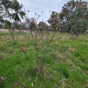 Prunus sp. at Jerrabomberra, ACT - 3 Oct 2021