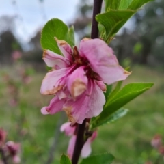 Prunus sp. at Jerrabomberra, ACT - 3 Oct 2021