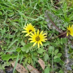 Arctotheca calendula (Capeweed, Cape Dandelion) at Jerrabomberra, ACT - 3 Oct 2021 by Mike