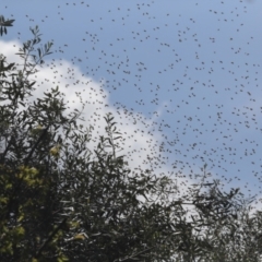 Apis mellifera (European honey bee) at The Pinnacle - 3 Oct 2021 by AlisonMilton