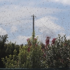 Apis mellifera at Hawker, ACT - 3 Oct 2021 11:39 AM