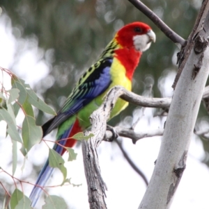 Platycercus eximius at Calwell, ACT - 3 Oct 2021