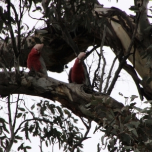 Eolophus roseicapilla at Conder, ACT - 3 Oct 2021