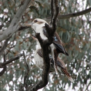 Dacelo novaeguineae at Calwell, ACT - 3 Oct 2021