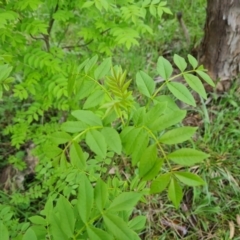 Fraxinus angustifolia (Desert Ash) at Jerrabomberra, ACT - 3 Oct 2021 by Mike