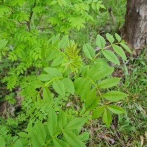 Fraxinus angustifolia at Jerrabomberra, ACT - 3 Oct 2021