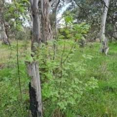 Fraxinus angustifolia at Jerrabomberra, ACT - 3 Oct 2021