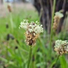 Plantago lanceolata (Ribwort Plantain, Lamb's Tongues) at Jerrabomberra, ACT - 3 Oct 2021 by Mike