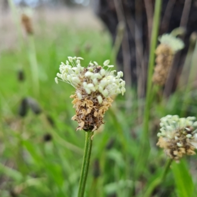 Plantago lanceolata (Ribwort Plantain, Lamb's Tongues) at Isaacs Ridge Offset Area - 3 Oct 2021 by Mike